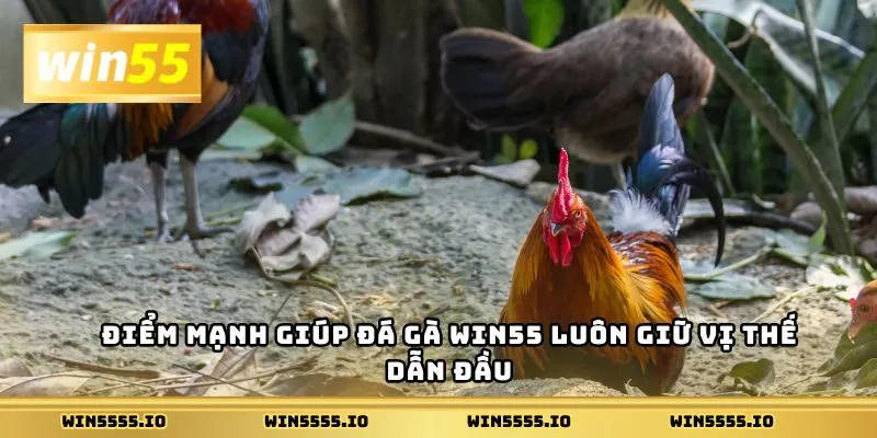 Điểm mạnh giúp đá gà Win55 luôn giữ vị thế dẫn đầu
