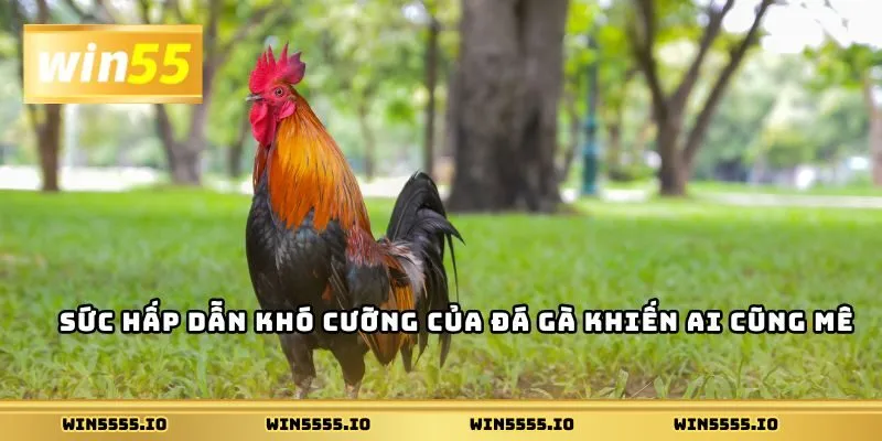 Sức hấp dẫn khó cưỡng của đá gà khiến ai cũng mê