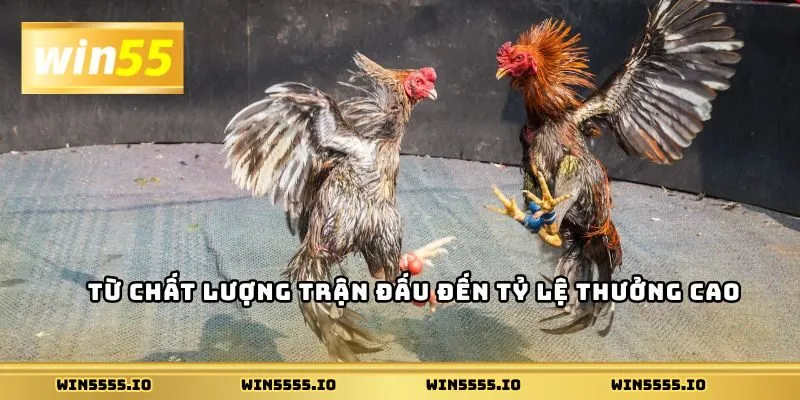 Từ chất lượng trận đấu đến tỷ lệ thưởng cao
