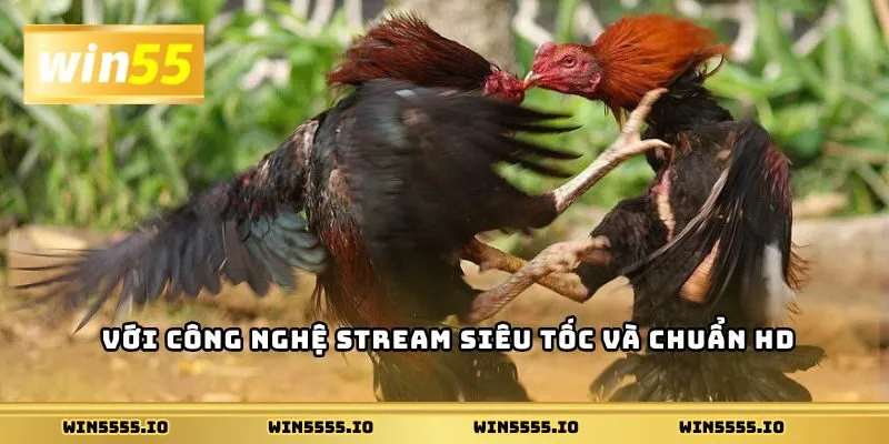 Ưu tiên kèo hòa trong các trận gà đồng cân